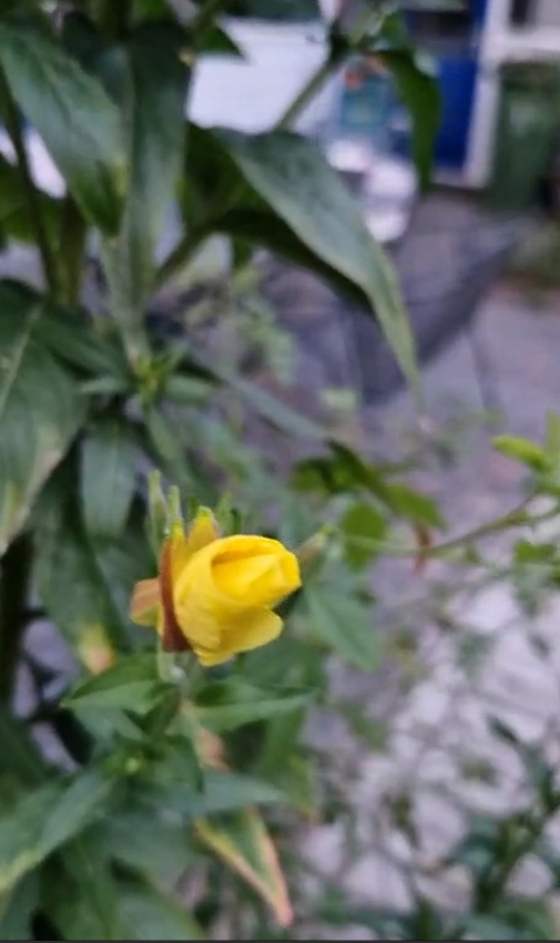 Gele bloemknop op een groene plant, met onscherpe achtergrond in een tuinomgeving.