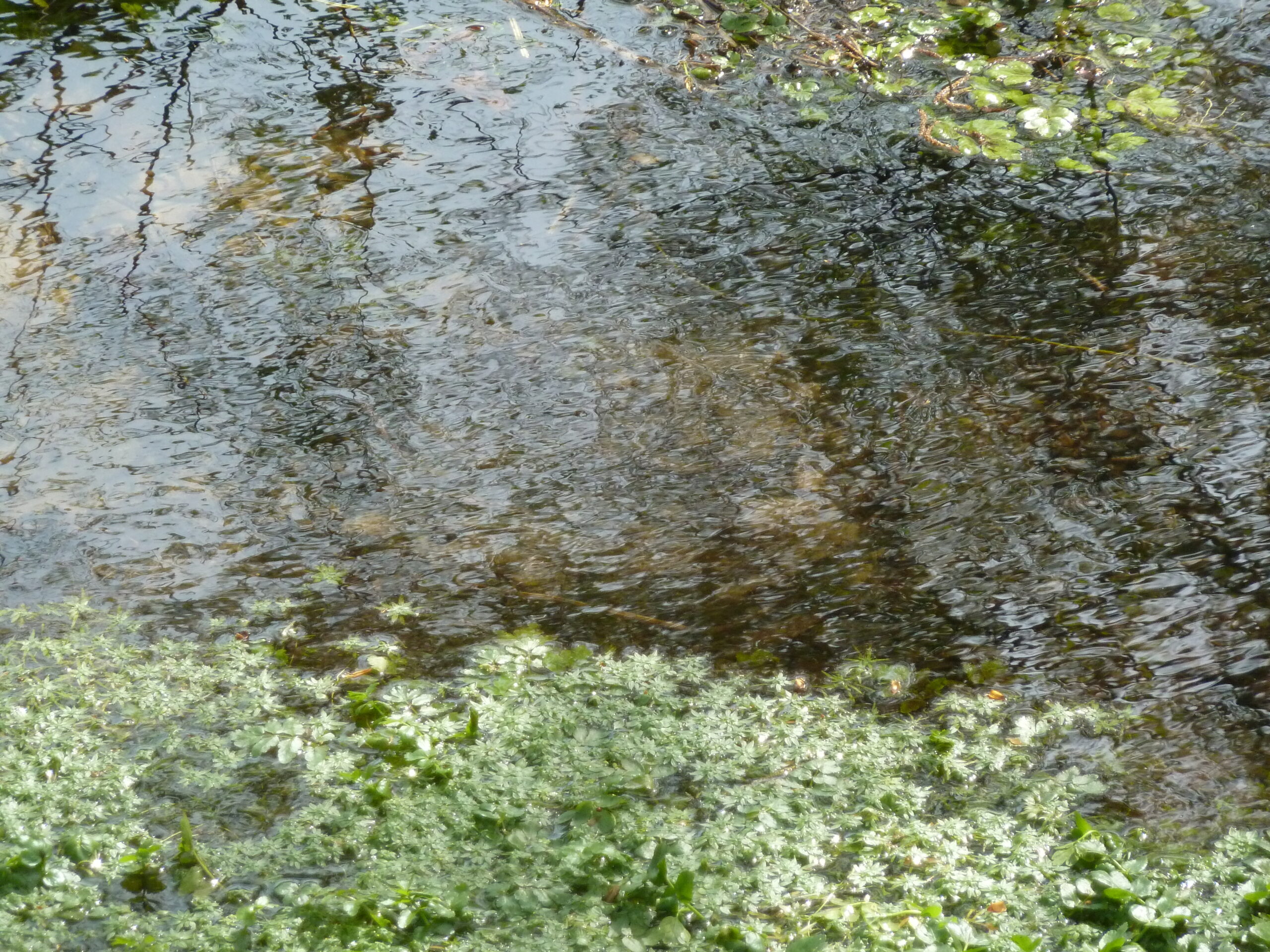 Wateroppervlak met rimpelingen en groene waterplanten langs de rand.