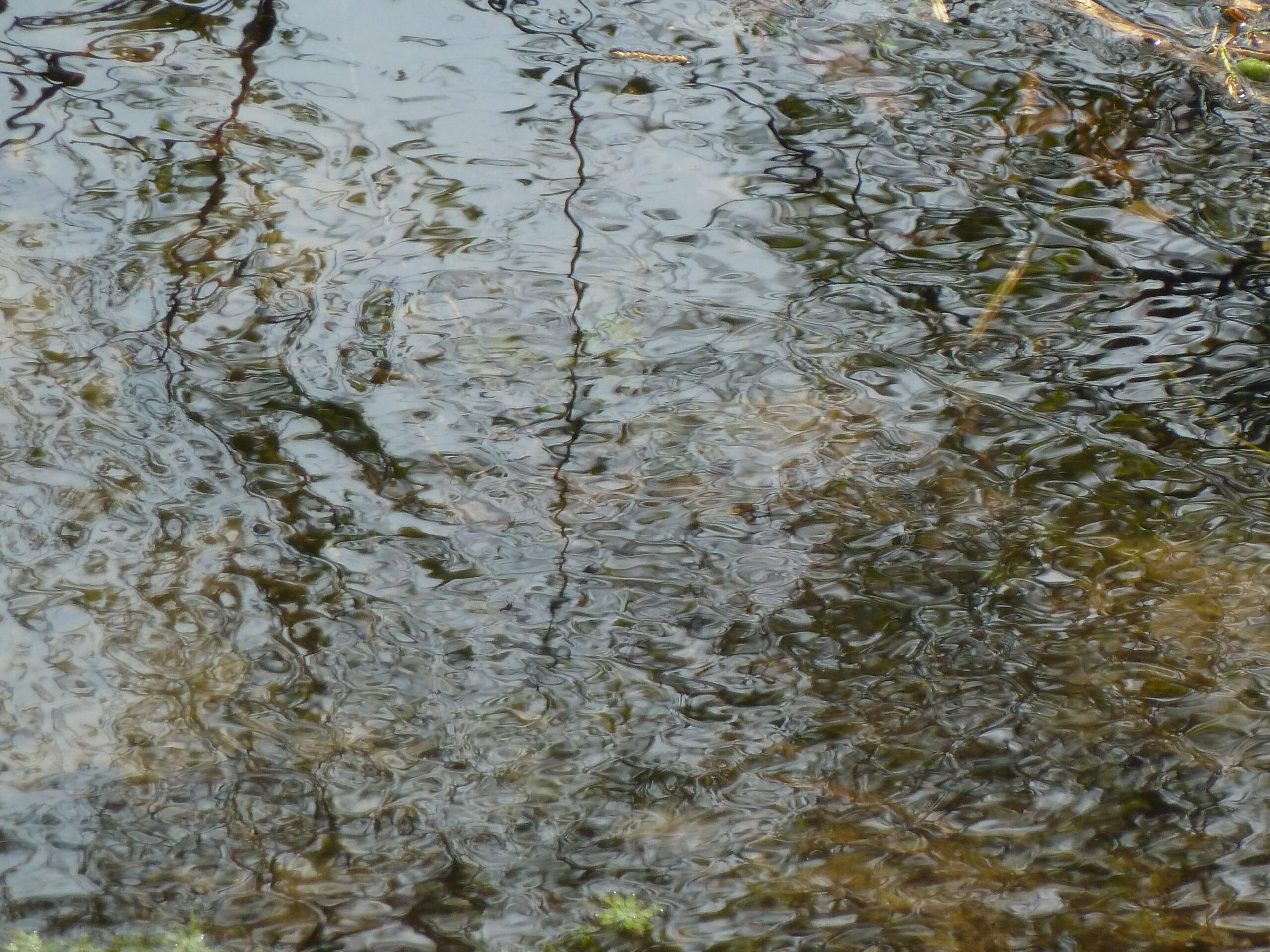 Reflecterend wateroppervlak met door bomen gefilterde zonnestralen en golvende patronen.