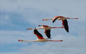 Europese flamingo's