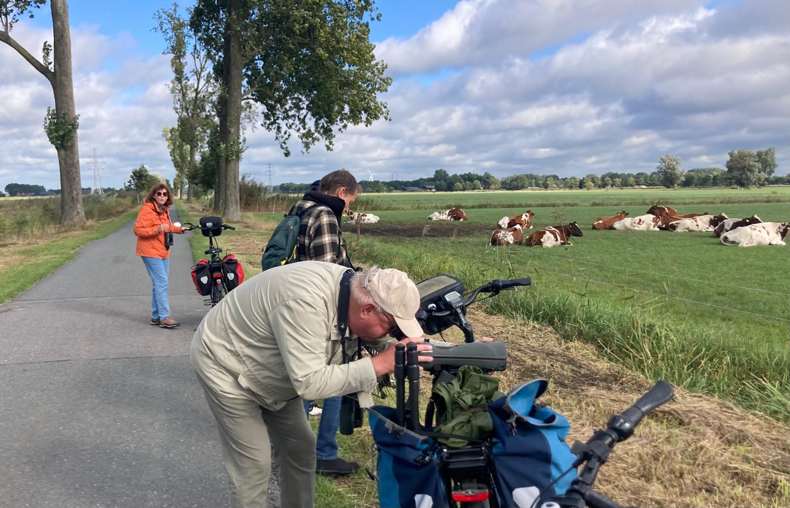 Mensen fotograferen koeien in een veld naast een landweg met fietsen op de voorgrond.
