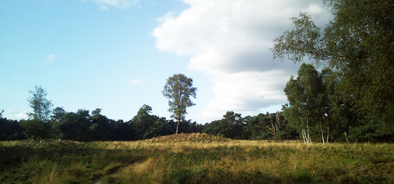 Open grasvlakte met verspreide bomen onder een blauwe lucht met wolken.