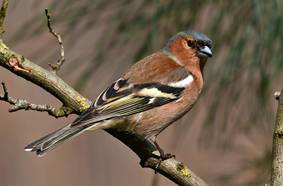 vink