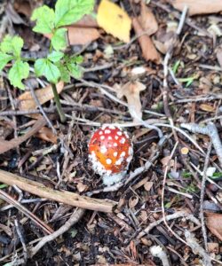 ontluikende vliegenzwam, rood met witte stippen, op bosgrond tussen bladeren en takjes.