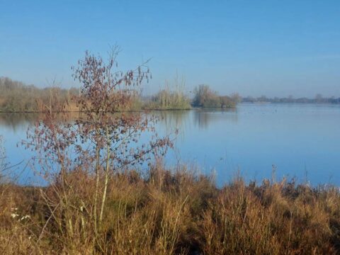 Rustig meerlandschap met kale boom op voorgrond, omringd door gras en lichtbewolkte blauwe lucht.