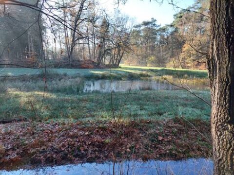 Bosrijk meer met herfstbladeren en blauwe luchtreflectie.