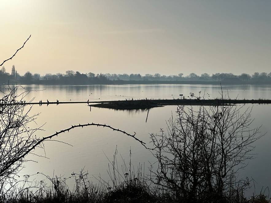 Rustig meer met eilandje, vogels op een tak. Kalme, mistige achtergrond met bomen.
