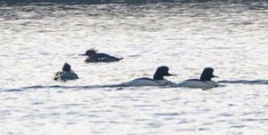 Vier eenden zwemmen op een rustige vijver in de schemering.