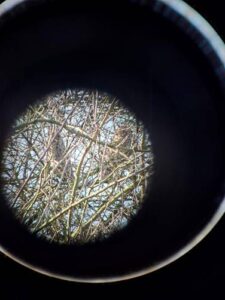 ransuil via een verre kijker