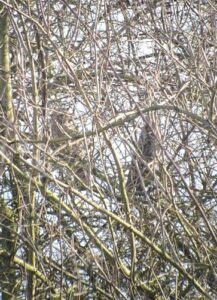 Dichte takken met een ransuil nauwelijks zichtbaar tussen de bladerloze takken