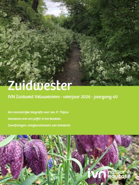 Pad door groene natuur met bloeiende planten. Tekst: "Zuidwester, voorjaar 2026, jaargang 40."