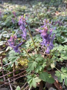 Paarse bloemen met groen blad in een bosrijke omgeving.