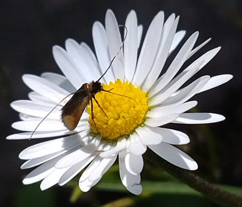 Een insect met lange antennes zit op een madeliefje met witte bloemblaadjes en een gele kern.