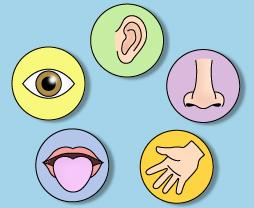 Vijf symbolen van zintuigen: oog, oor, neus, mond en hand op een blauwe achtergrond.