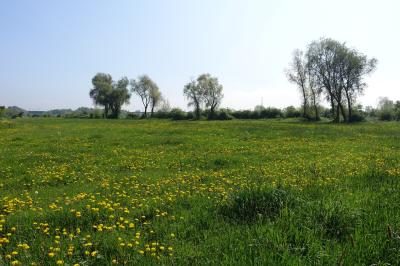 Een groene weide met gele bloemen en een rij bomen onder een heldere blauwe lucht.