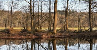 Boslandschap met bomen die reflecteren in een rustige vijver; achtergrond van heuvels en een blauwe lucht.