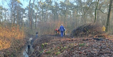 Vrijwilligers werken in een bos, sommigen staan in een sloot en anderen bij een takkenhoop.
