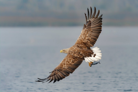 Adelaar in vlucht boven zee met vis in klauwen, tegen een wazige achtergrond.