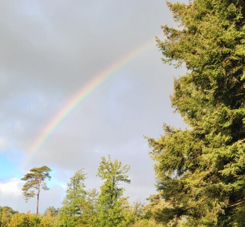 Regenboog boven een bos met diverse groene bomen onder een halfbewolkte lucht.