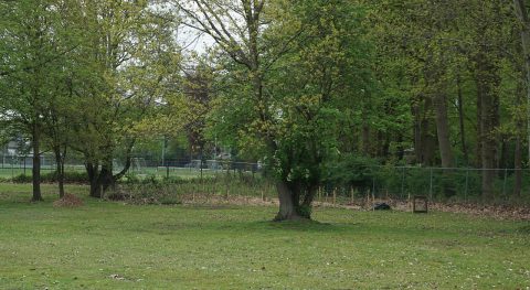 “We willen ons terrein vergroenen en teruggeven aan de natuur”