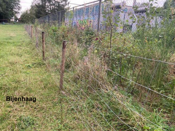 bijenhaag
