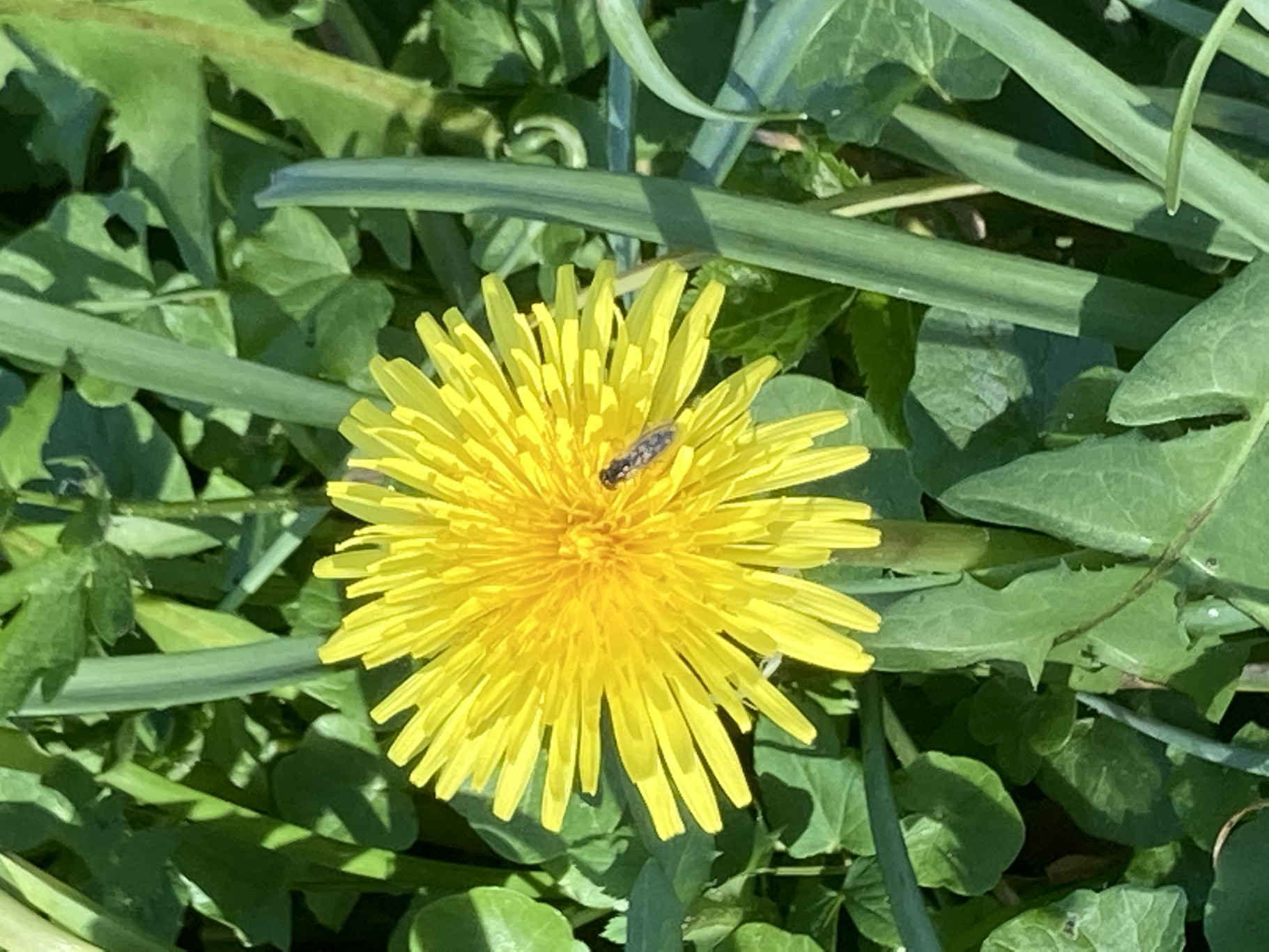 Over de paardenbloem