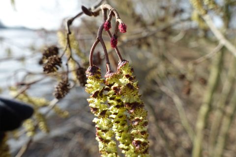 Natuurgidsenopleiding Zutphen – Deventer