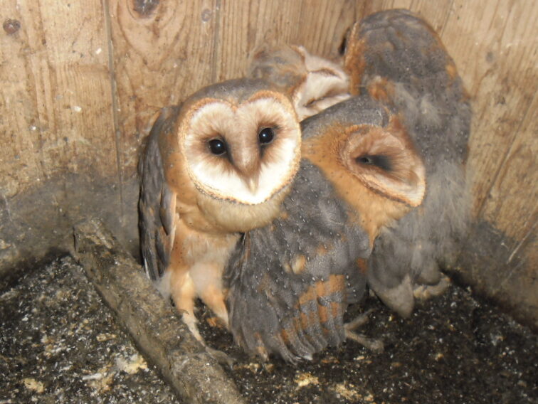 Jonge kerkuilen dicht bij elkaar in een houten nestkast.