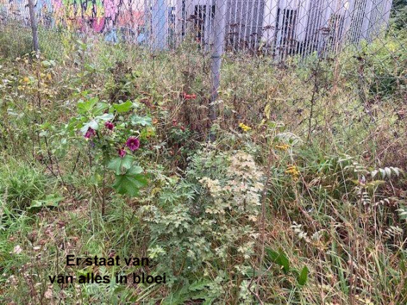 er staat van alles in bloei