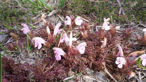 Heidekartelblad