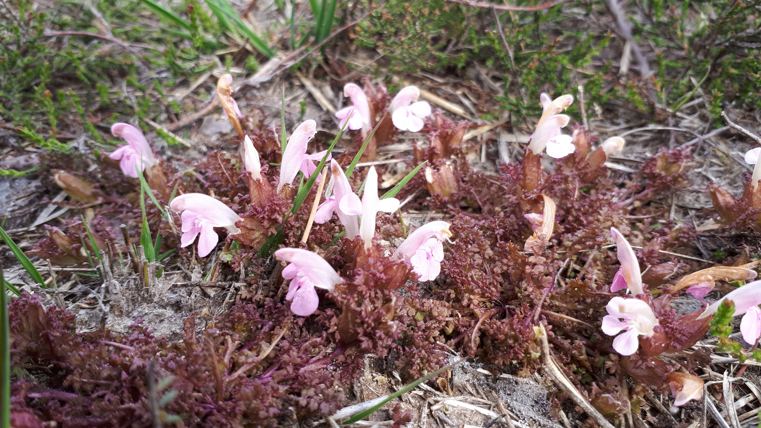 Heidekartelblad