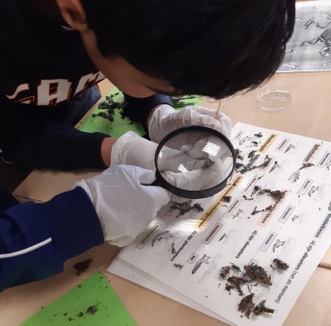 Kind onderzoekt botten met vergrootglas op identificatiekaart.