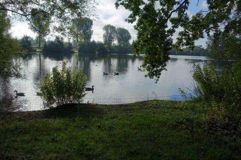 Meer met bomen en bomen weerspiegeld in het water, terwijl meerdere ganzen zwemmen.