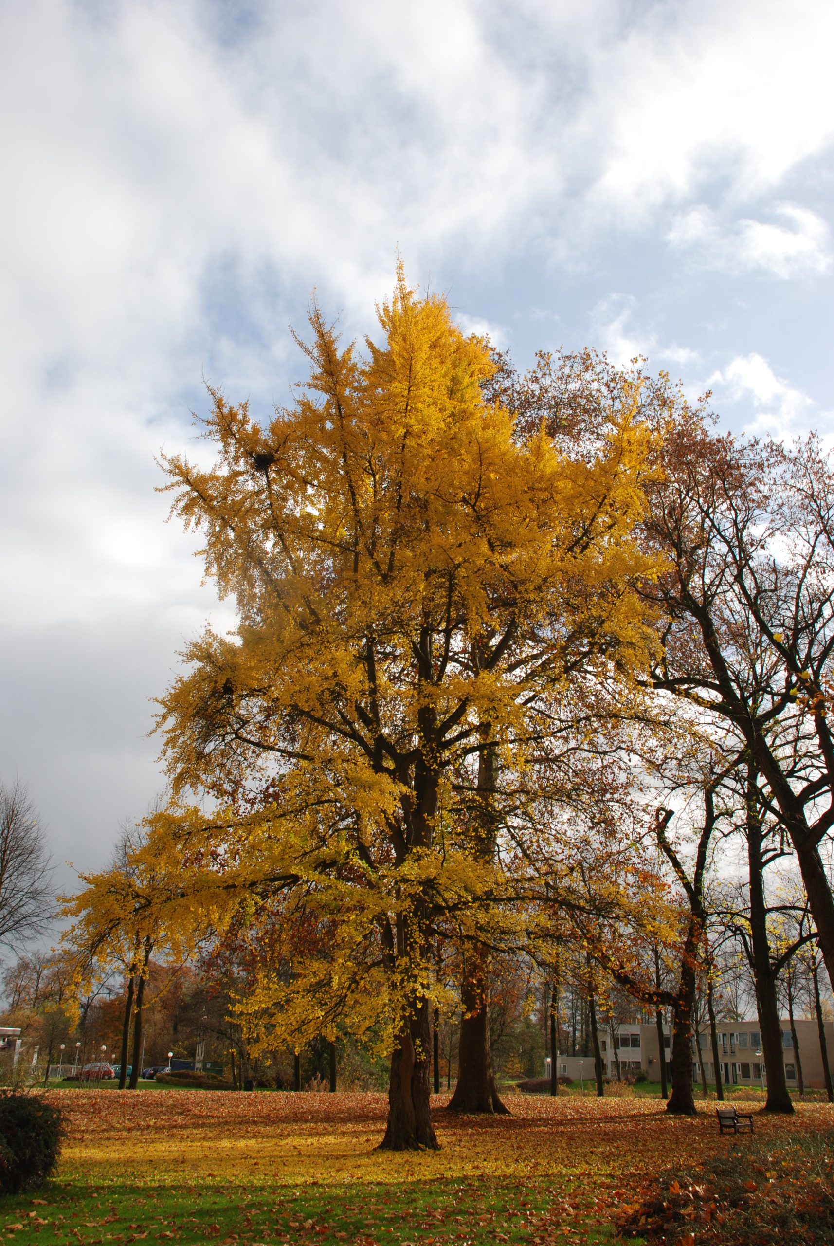 Grote boom met gele herfstbladeren in een park, omringd door kale bomen en een paar gebouwen.