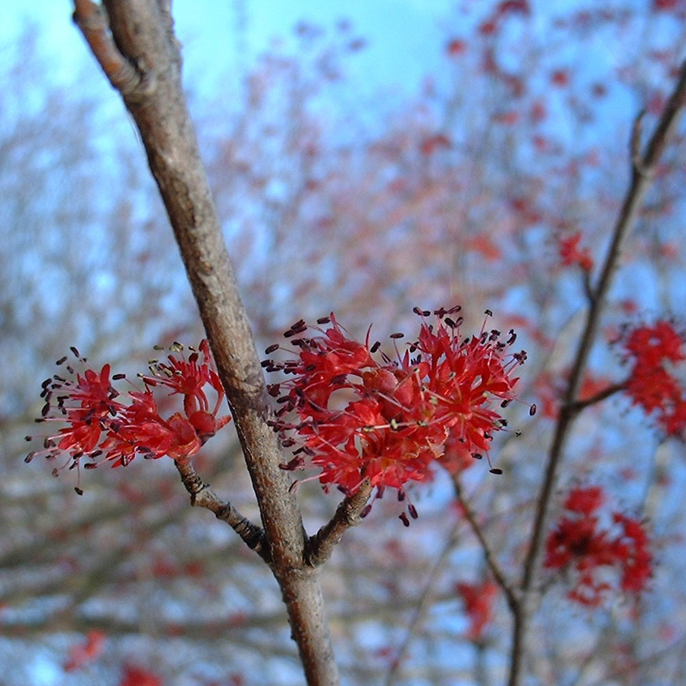Takken met kleine rode bloemen tegen een blauwe lucht.