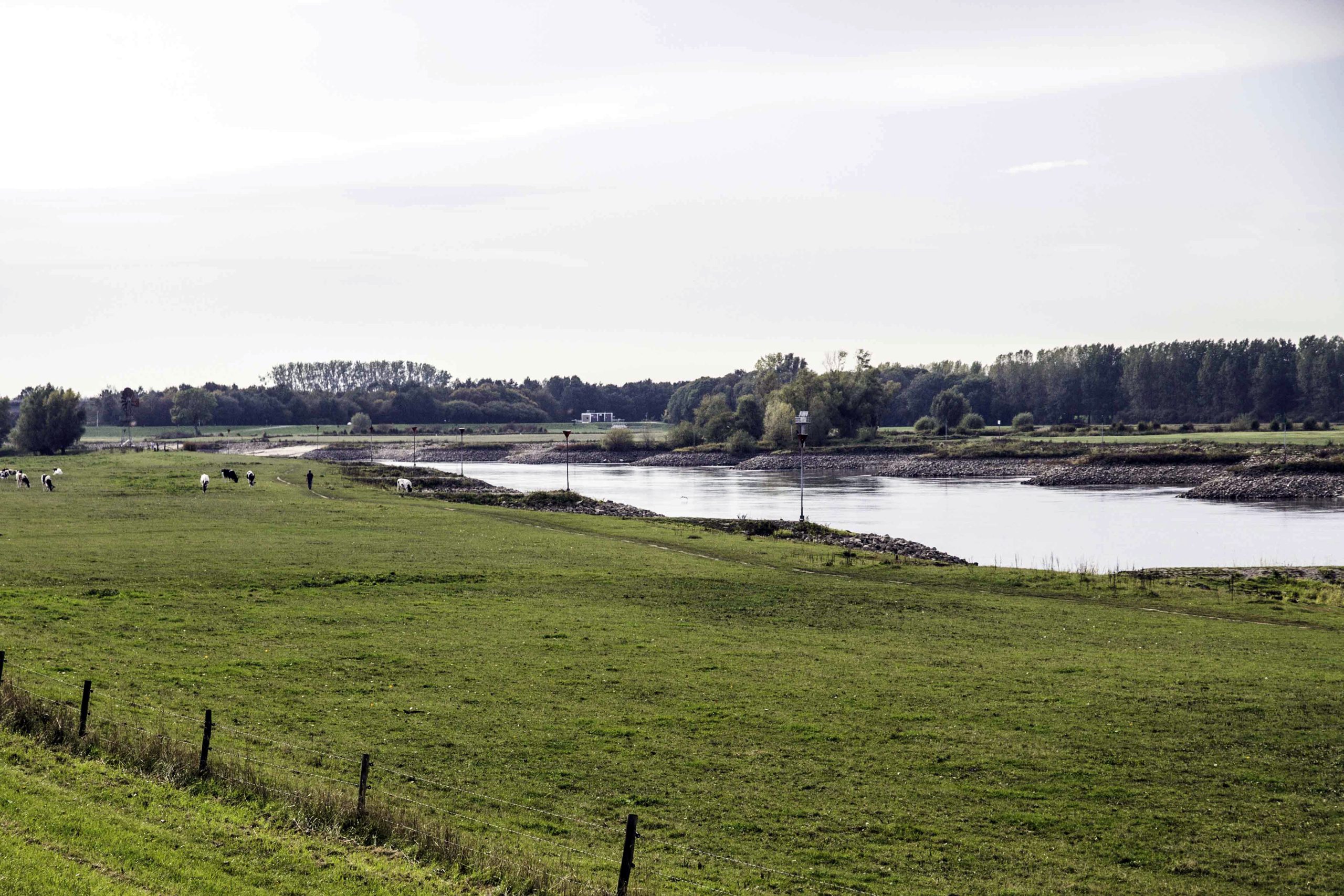Groen weiland met grazende koeien naast een rustige rivier en bomen op de achtergrond.