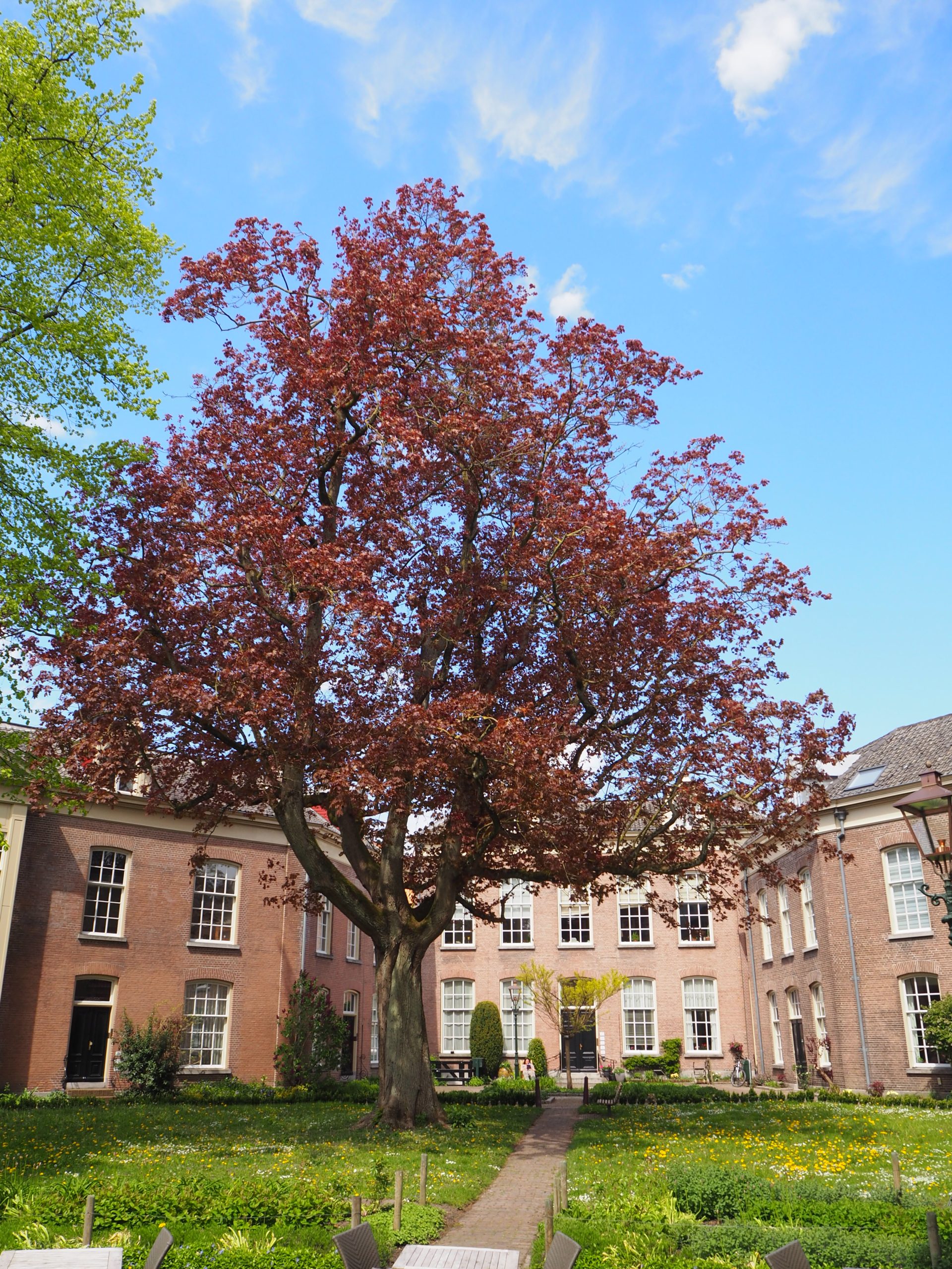 Binnenplaats met grote boom, omgeven door historische bakstenen gebouwen en groene tuin.