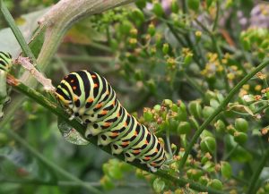 Rups van koninginnenpage