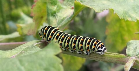 Rups van koninginnenpage