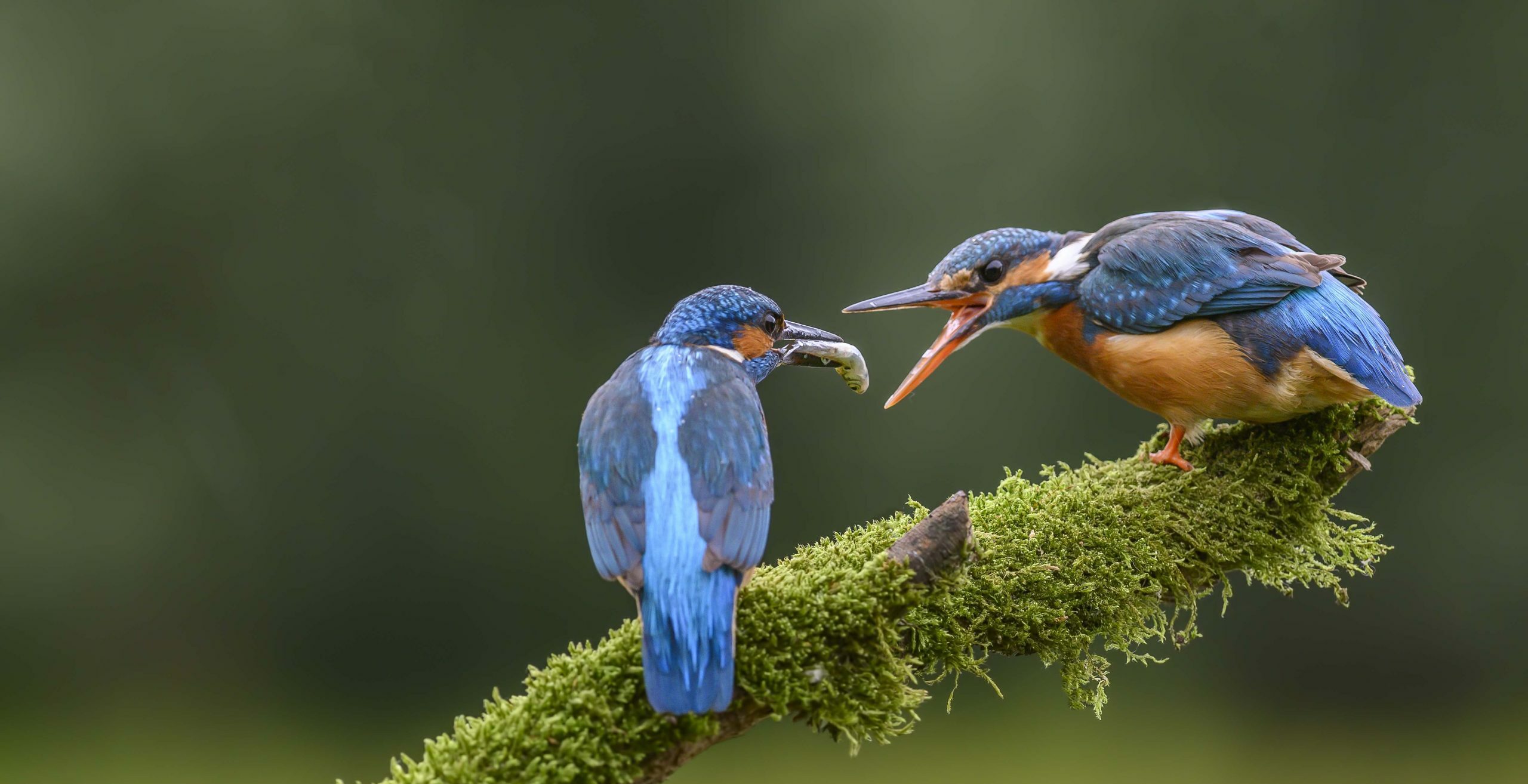Twee ijsvogels op een bemoste tak, een met een visje in de snavel, de ander met open snavel.