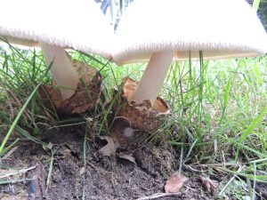 "Zijdeachtige beurszwam, onderkant met beurs