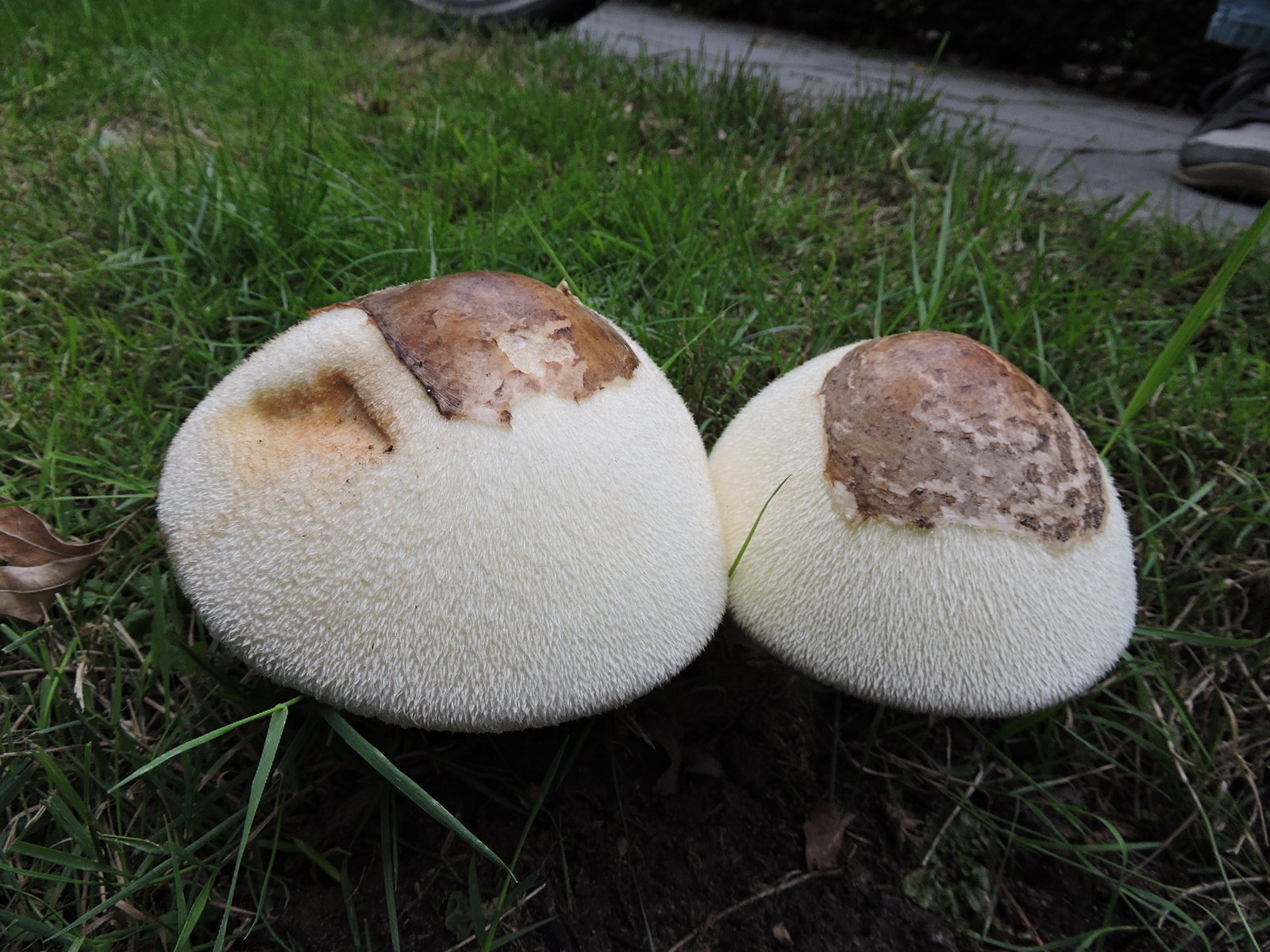 Twee grote, bolle paddenstoelen met witte harige structuren groeien in gras.