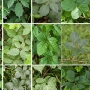 collage van braambladeren van verschillende braamsoorten