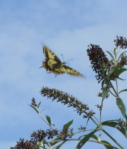 Koninginnenpage vlinder