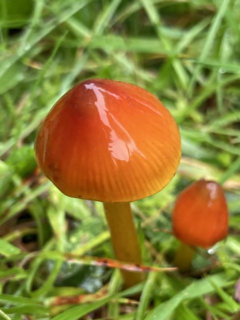 Zwartwordende wasplaat - op de foto het rode/oranje stadium van de paddenstoel