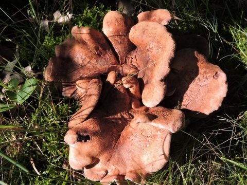 Grote, bruine paddenstoel met golvende hoed, groeit in gras met mos.