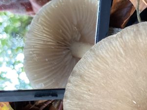 De onderkant van een paddenstoel in een spiegeltje