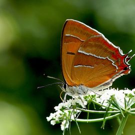 Sleedoornpage op witte sleedoornbloemen