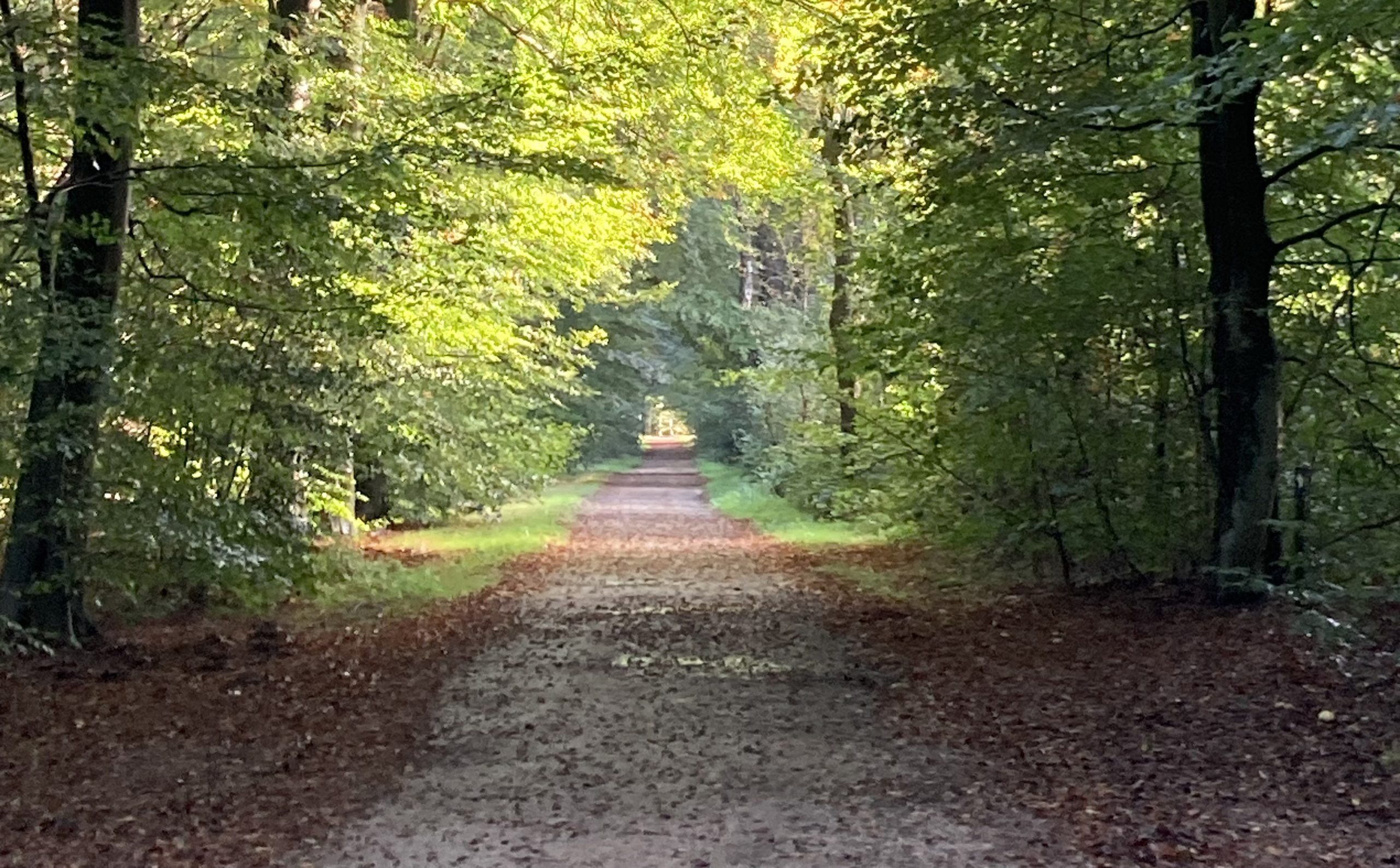 Bosrijk pad met overhangende bomen en zonlicht dat erdoor schijnt.