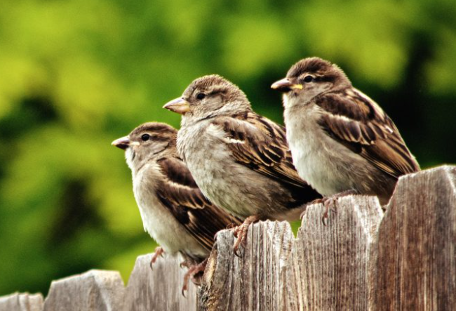 Drie huismussen op een rijtje